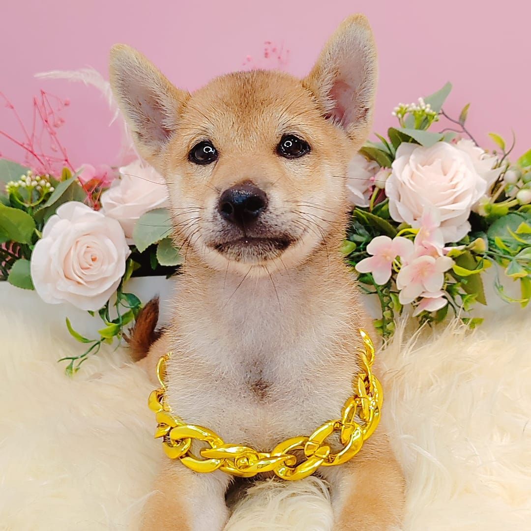  Shiba Inu 柴犬