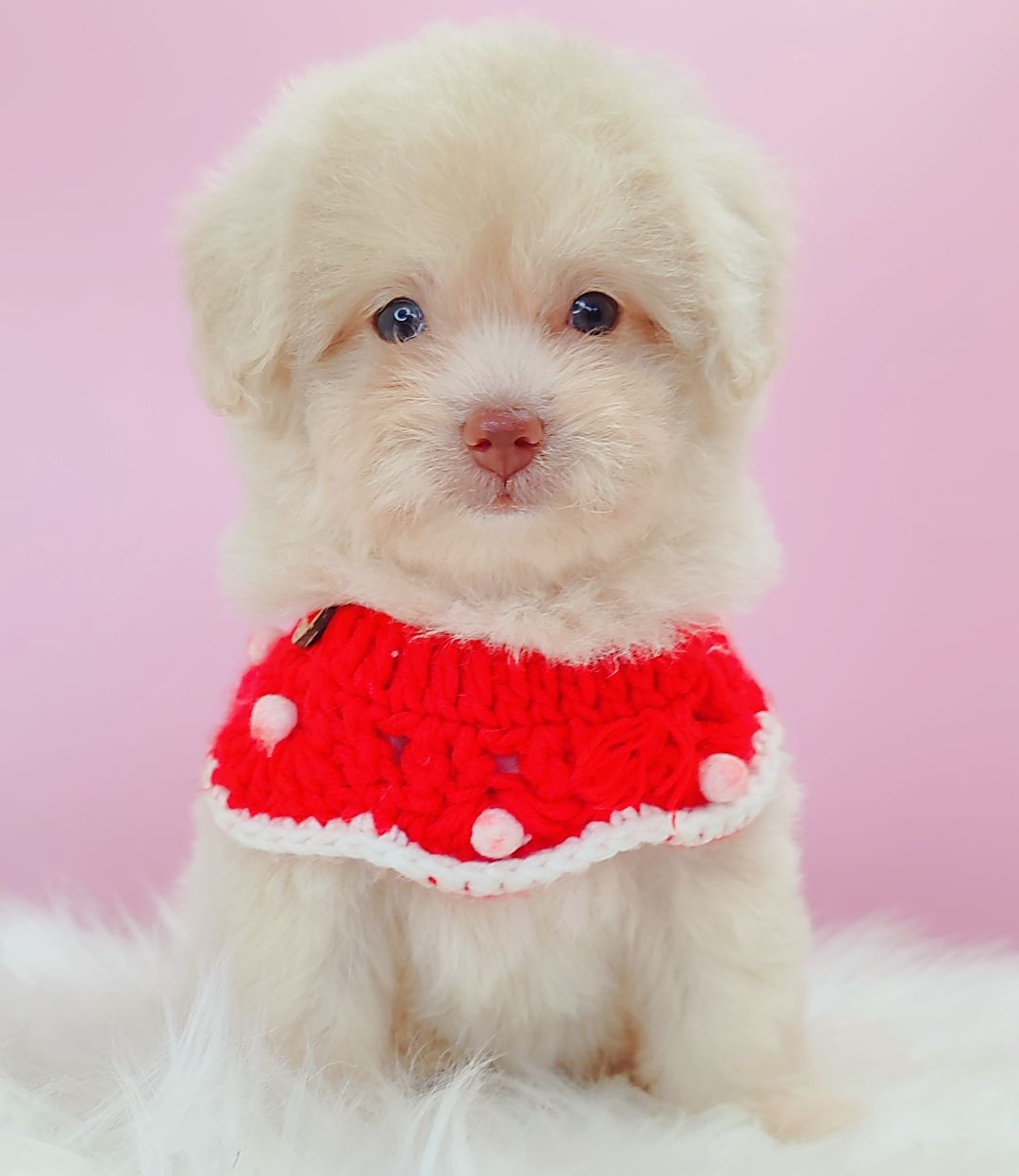 Maltipoo 马尔泰迪
