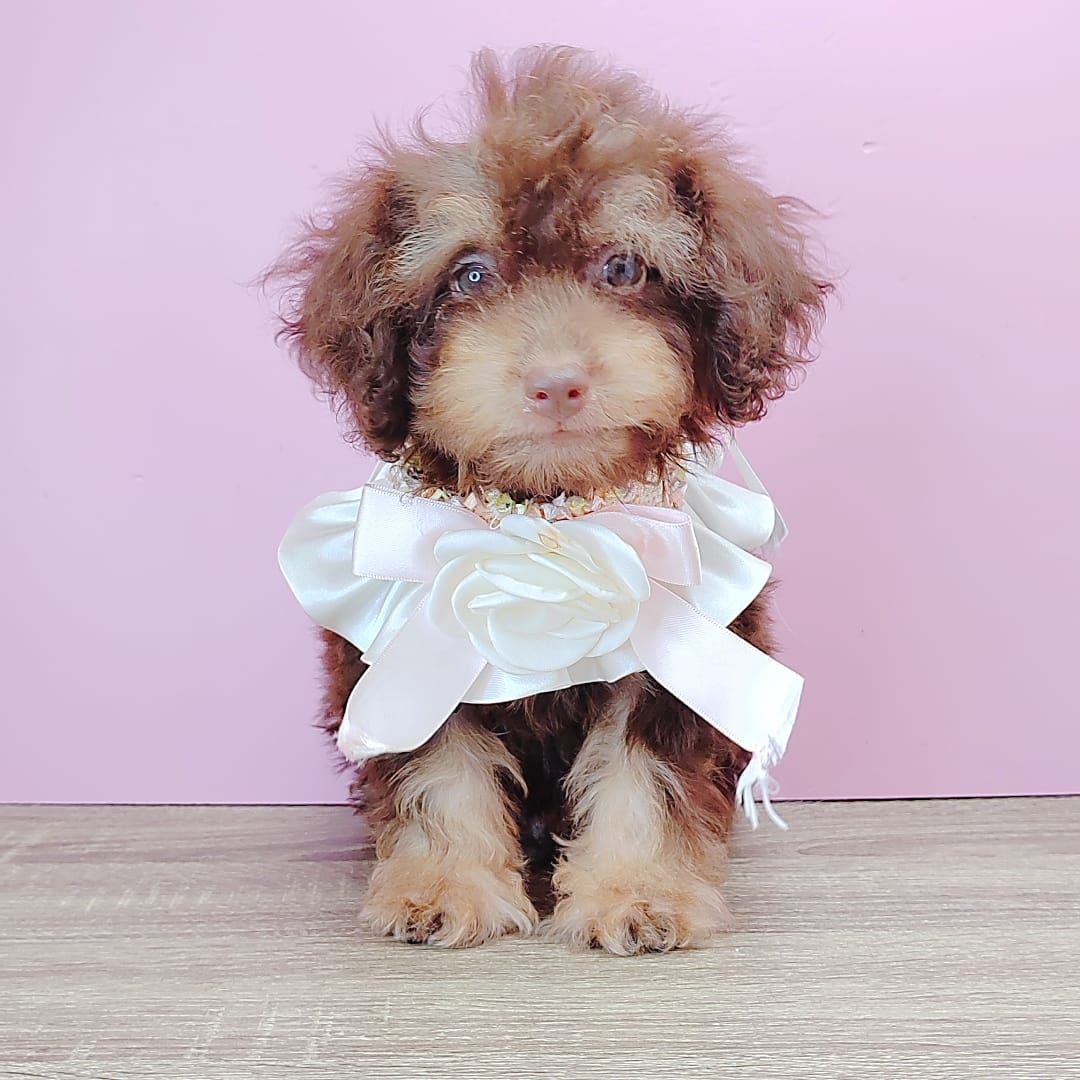 Poodle 娉拌开璐靛