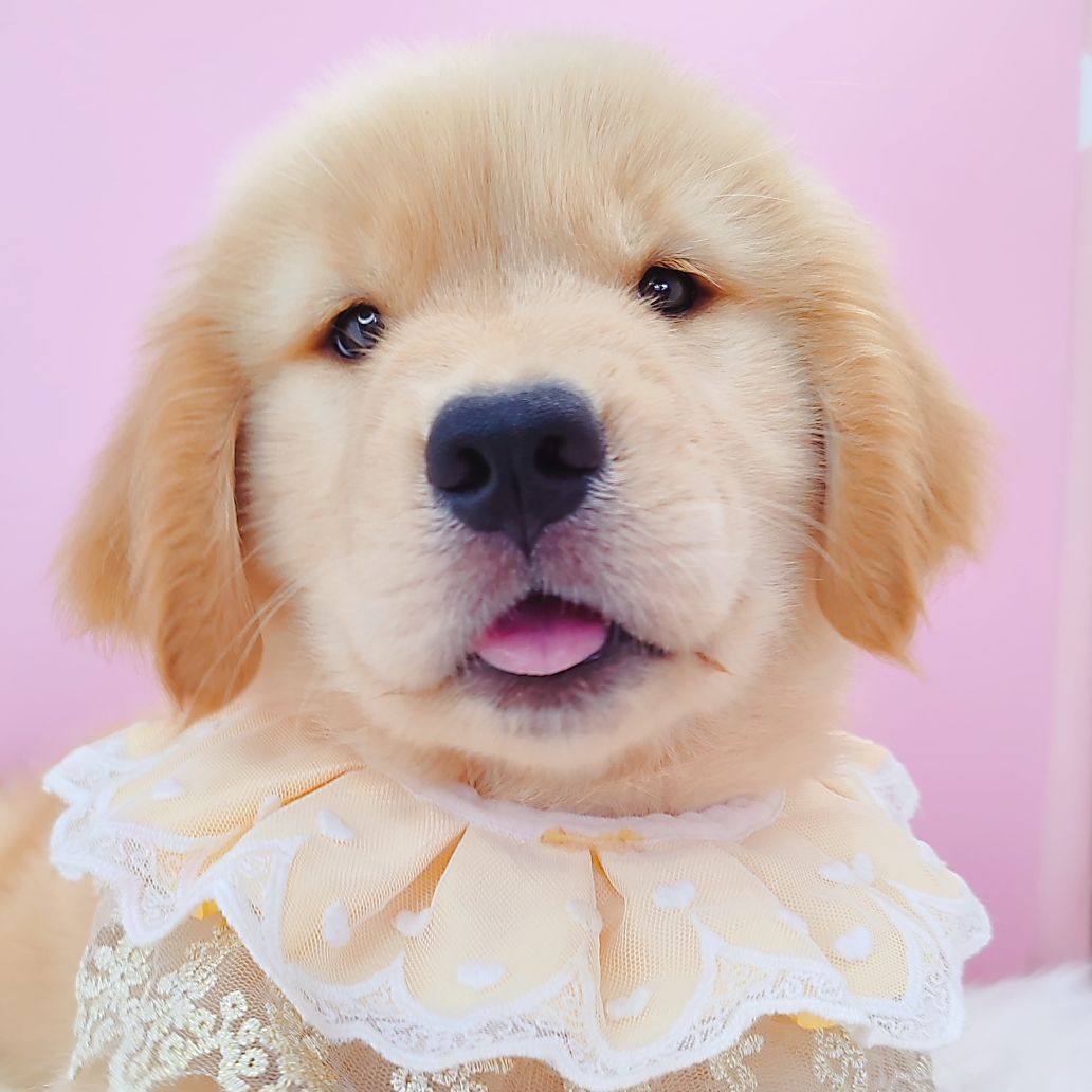 Golden Retriever 黄金猎犬