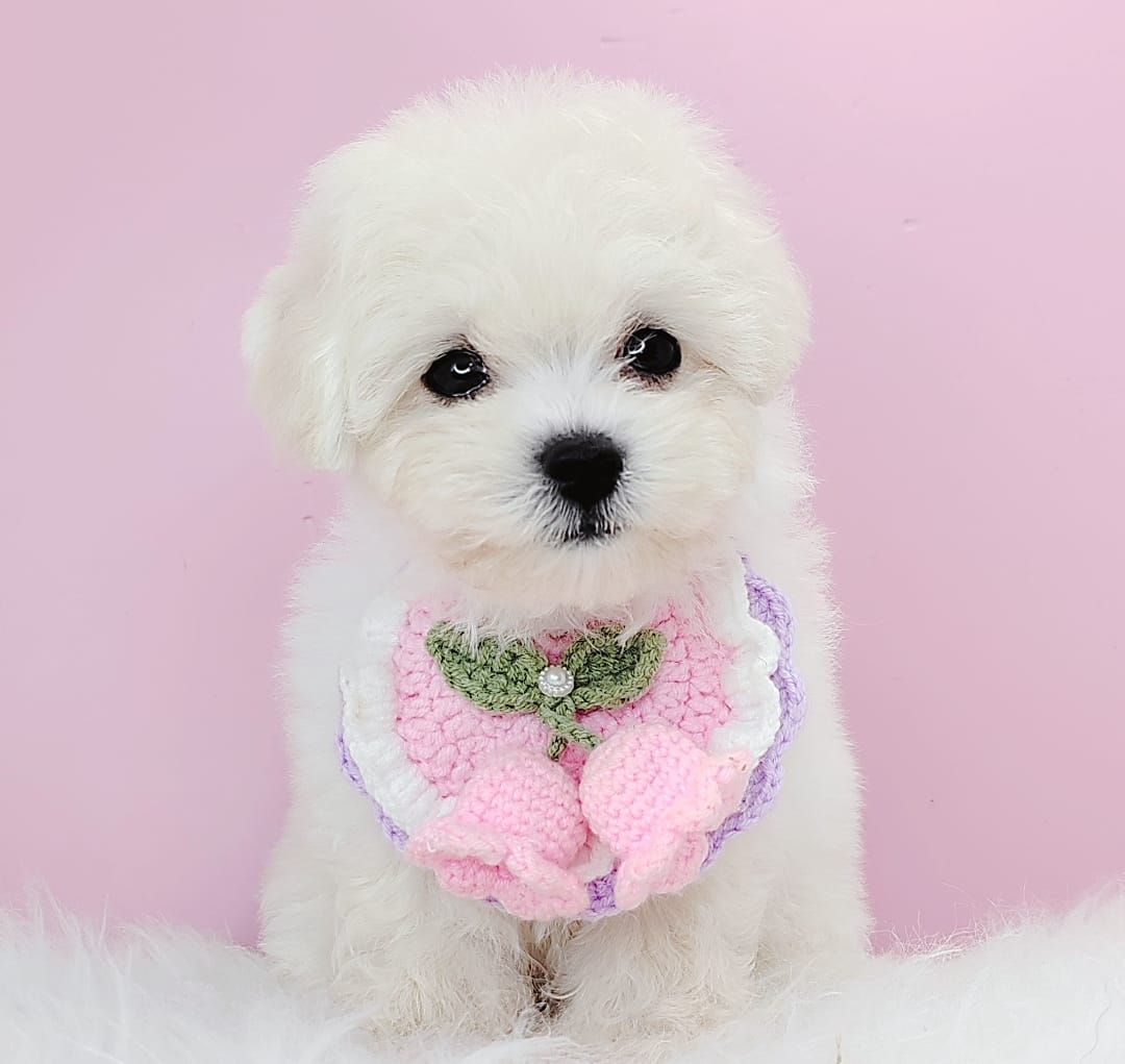 Poodle 娉拌开璐靛