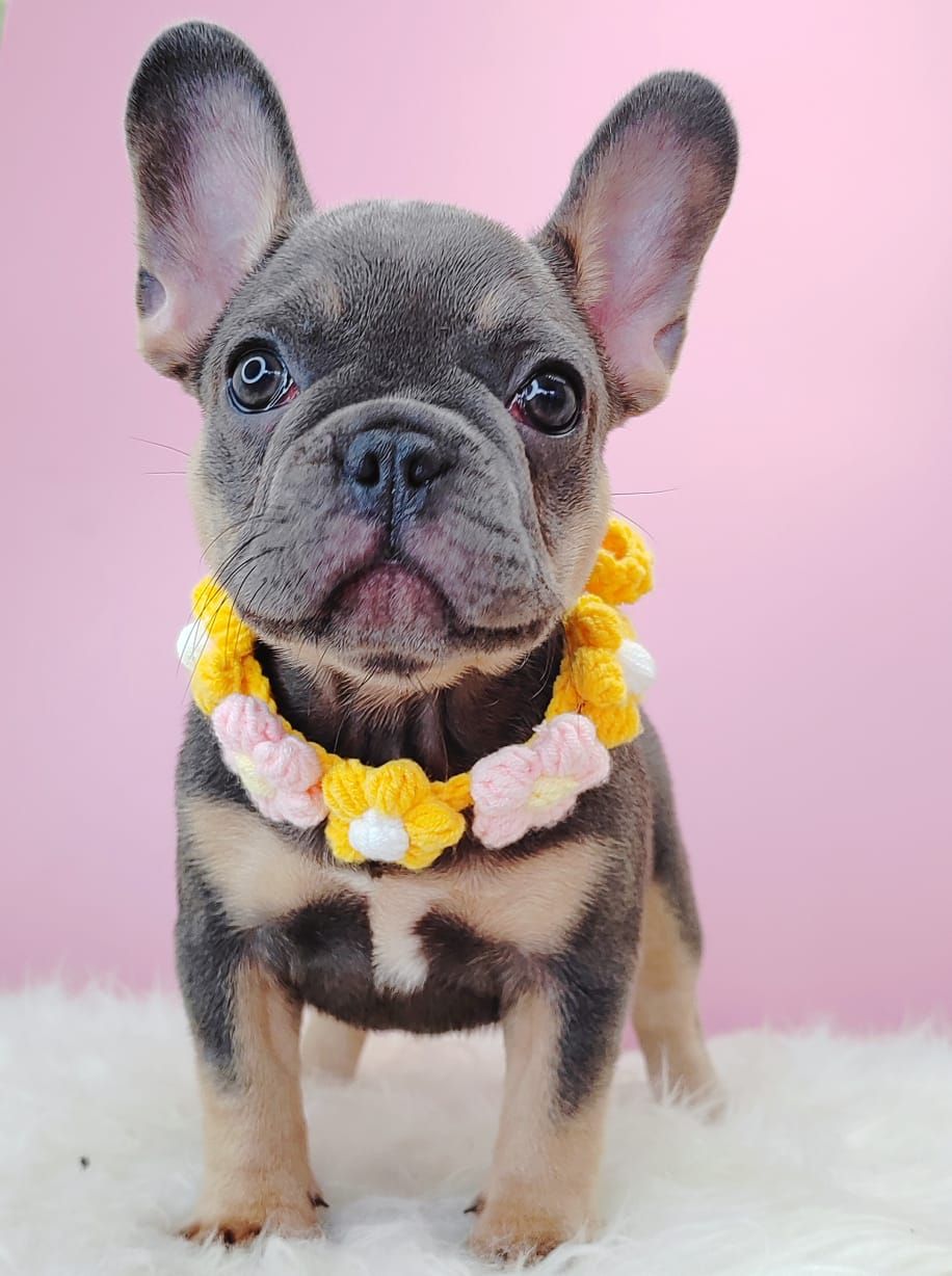 French Bulldog 法斗
