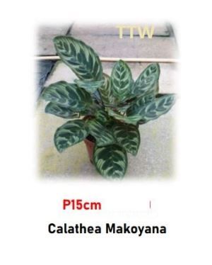 Live Peacock Plant for Sale | Calathea Makoyana (P15cm)