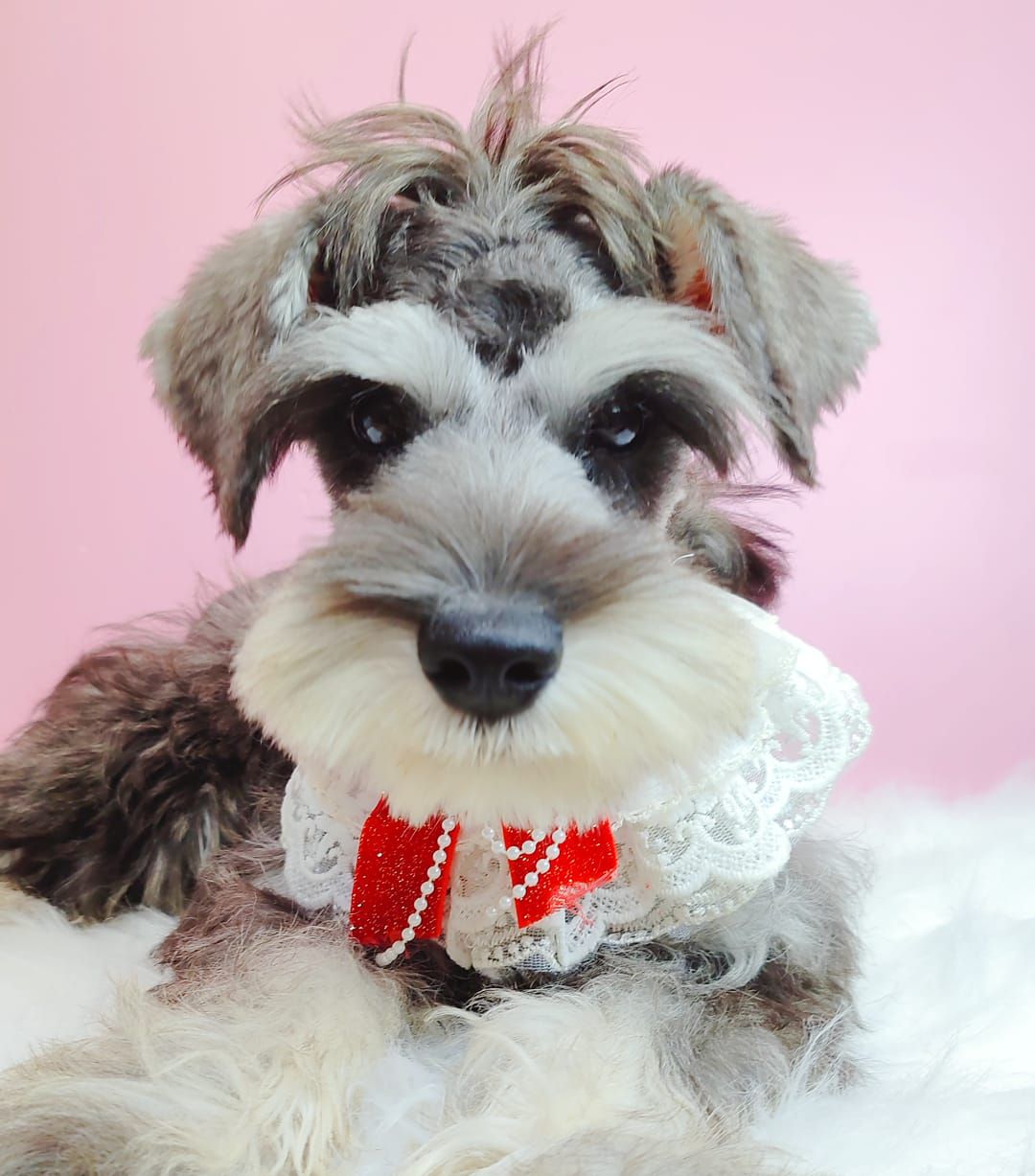 Schnauzer 雪纳瑞