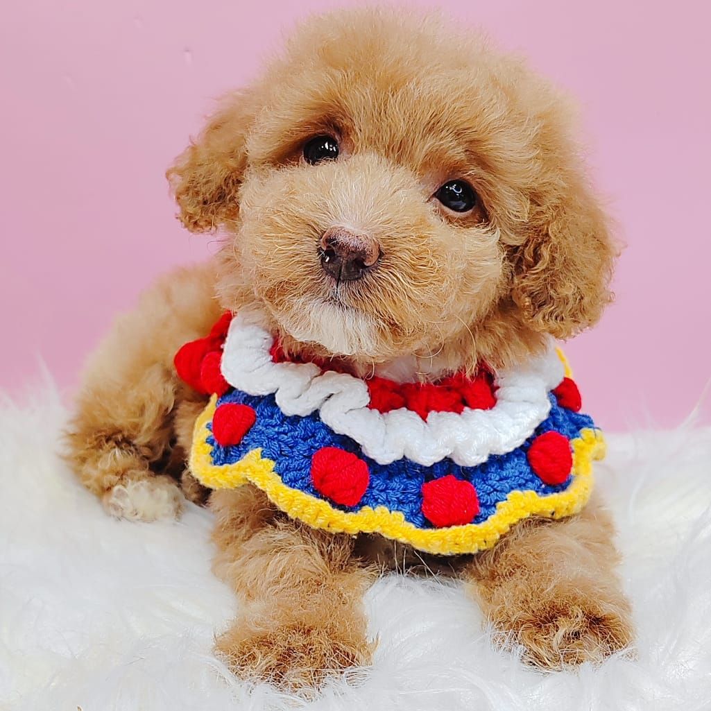 Maltipoo 马尔泰迪
