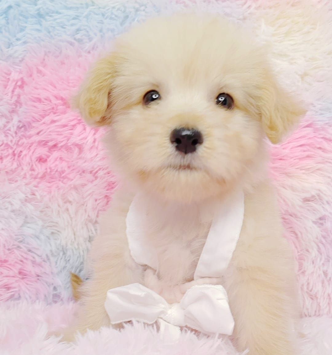 Maltipoo 马尔泰迪
