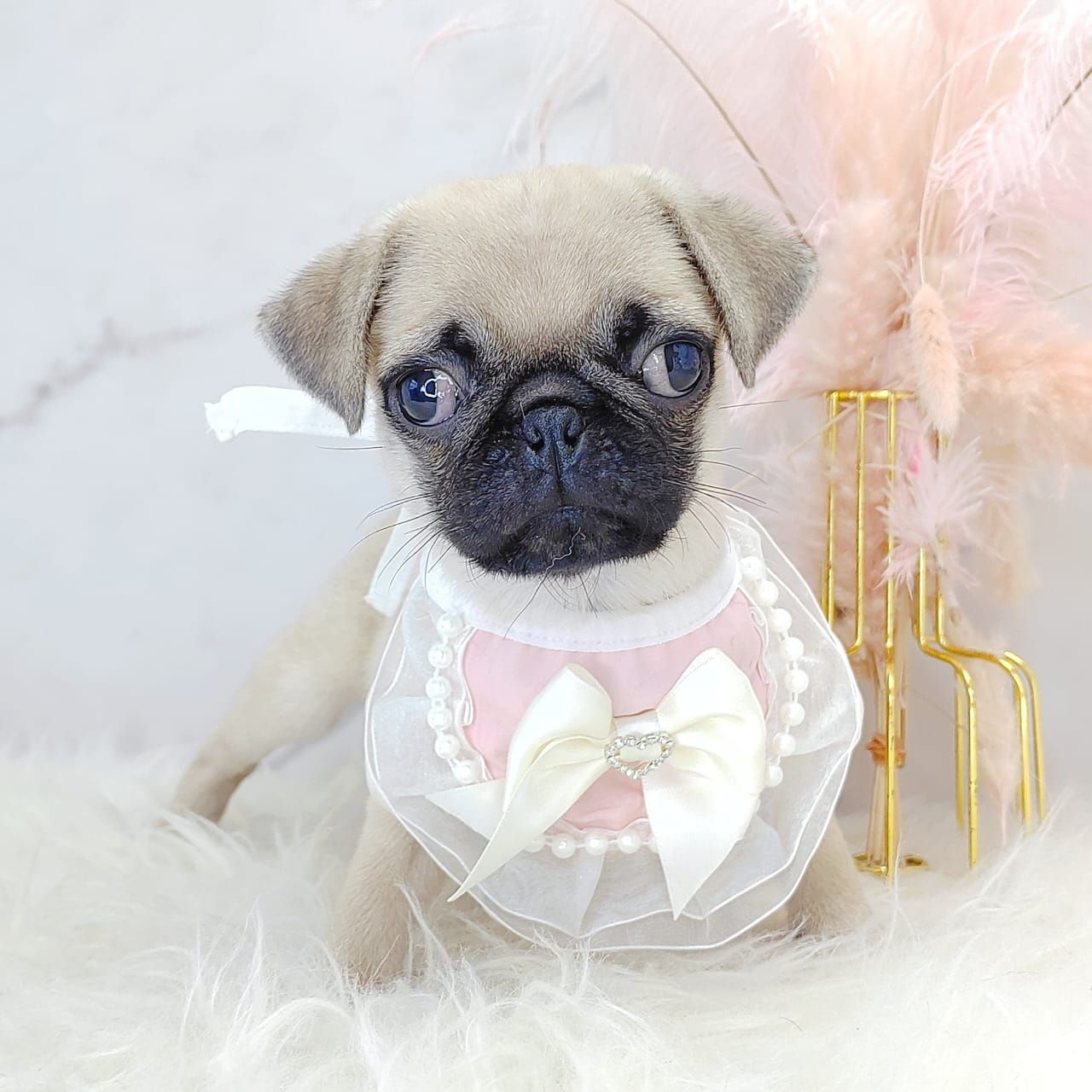 Pug 巴哥