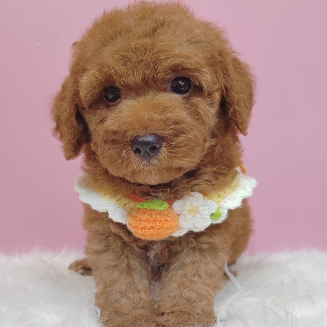 Poodle 娉拌开璐靛