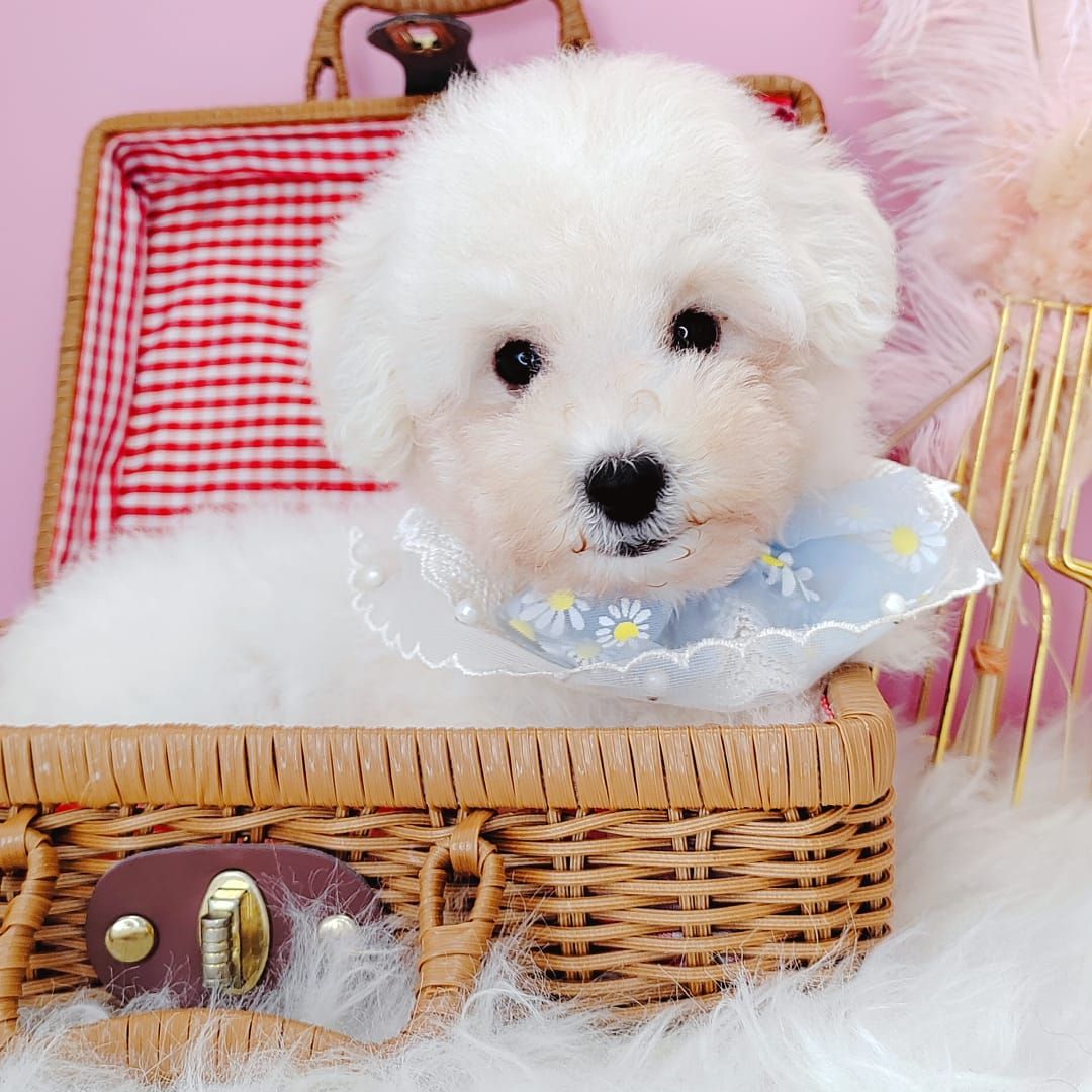 Poodle 娉拌开璐靛
