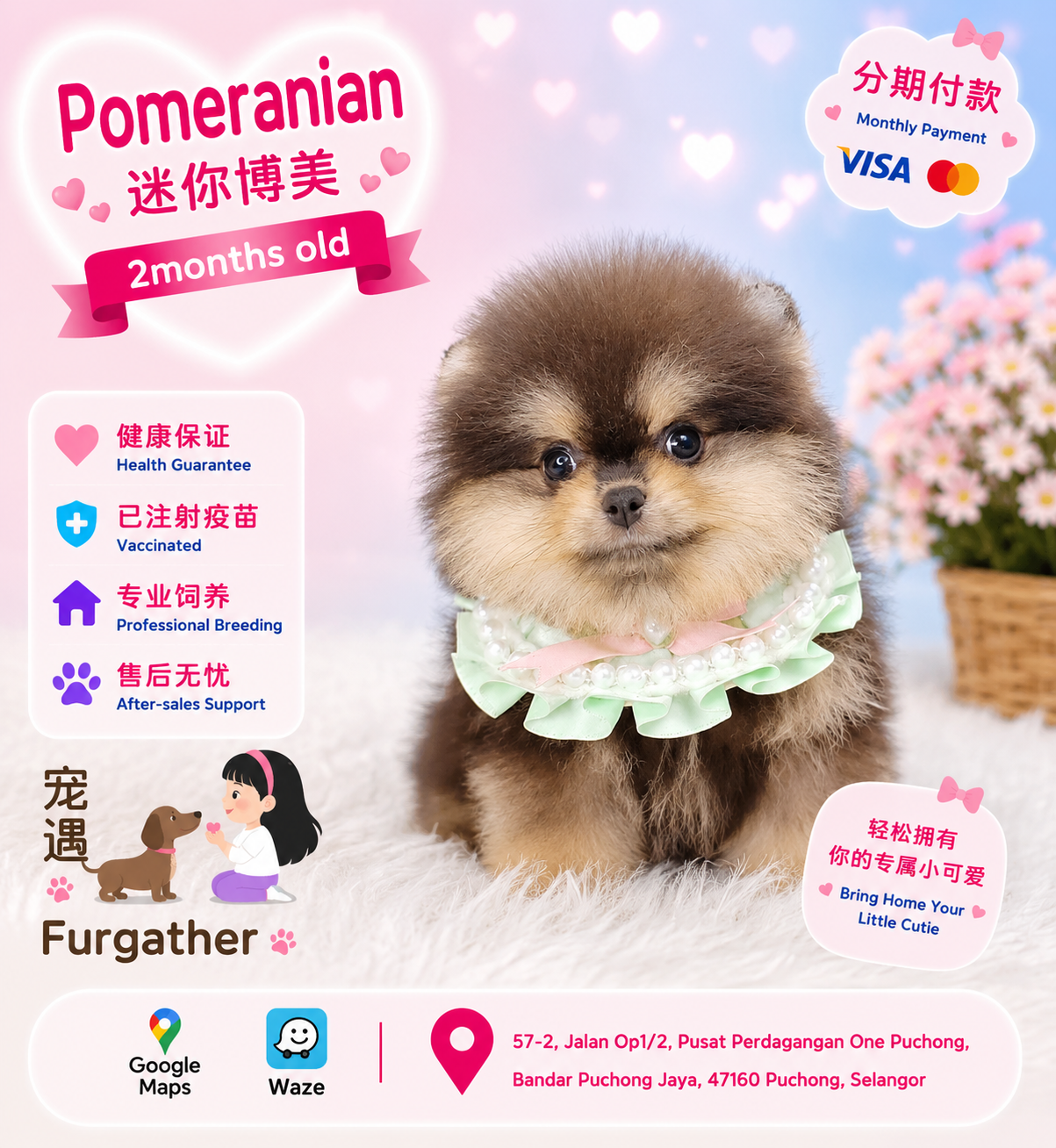 Pomeranian 博美