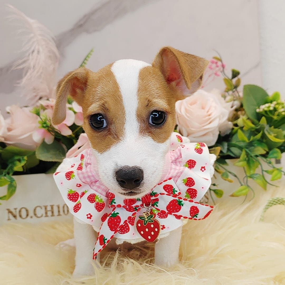 Jack Russell Terrier 杰克罗素梗