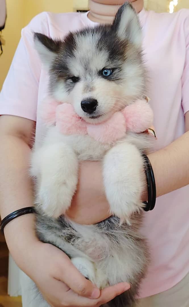 Wooly Husky 哈士奇