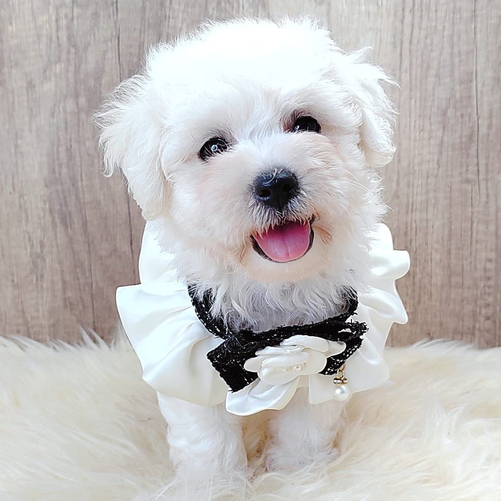 Bichon Frise 比熊