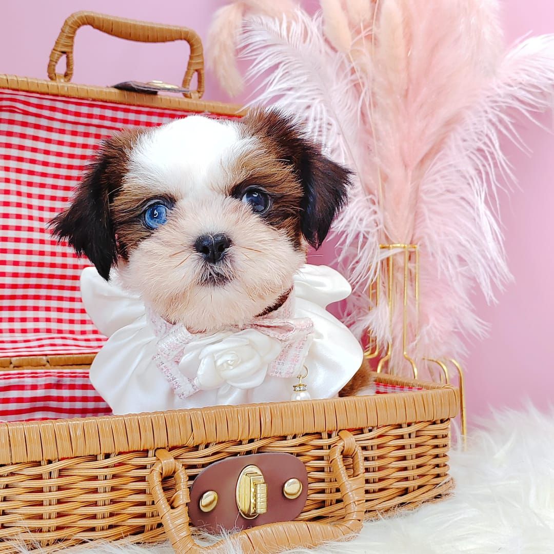 Shih Tzu 西施