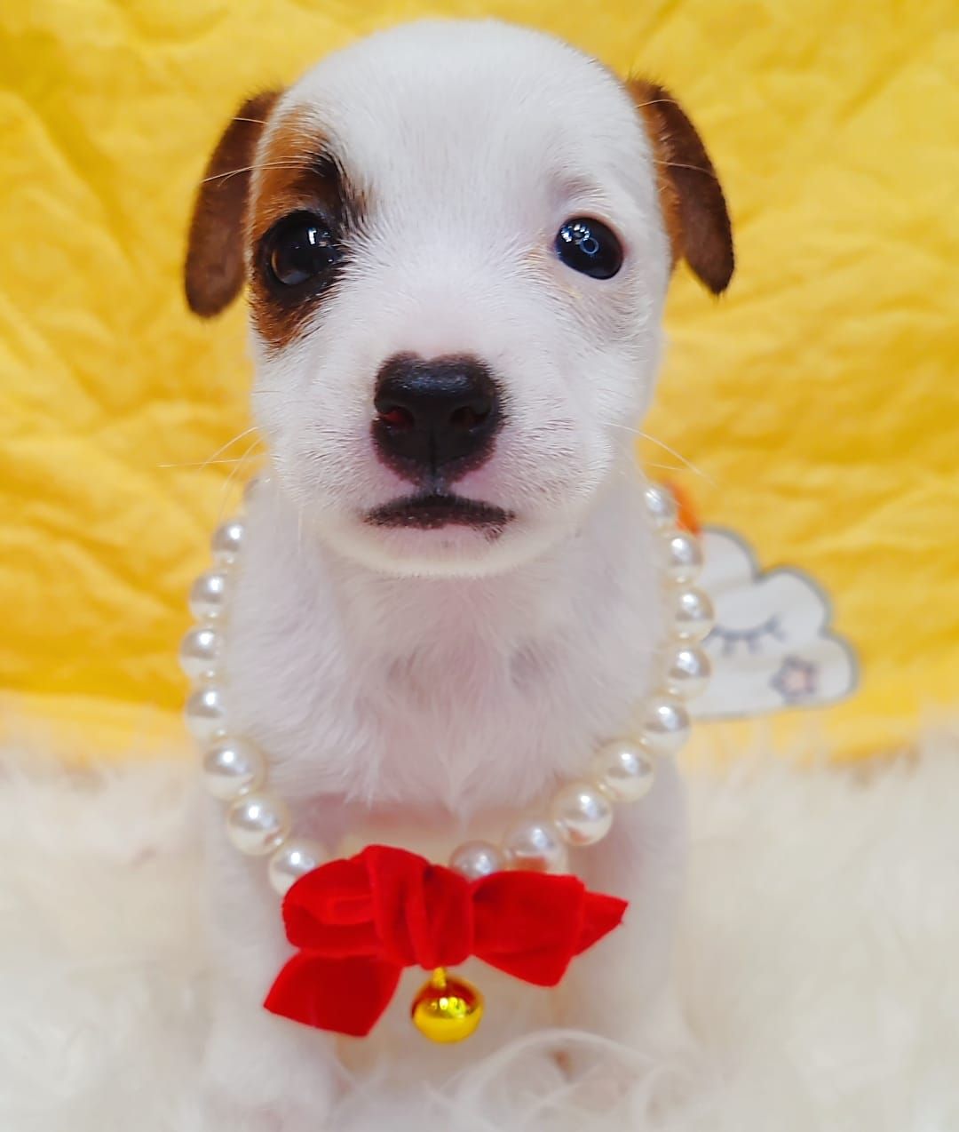 Jack Russell Terrier 杰克罗素梗