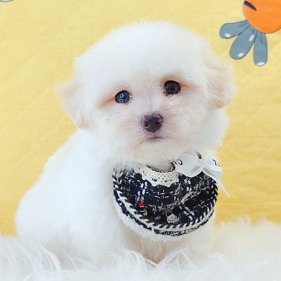 Poodle 娉拌开璐靛