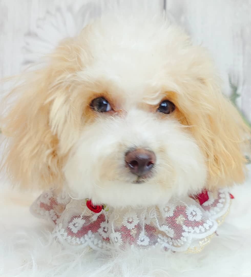 Maltipoo 马尔泰迪