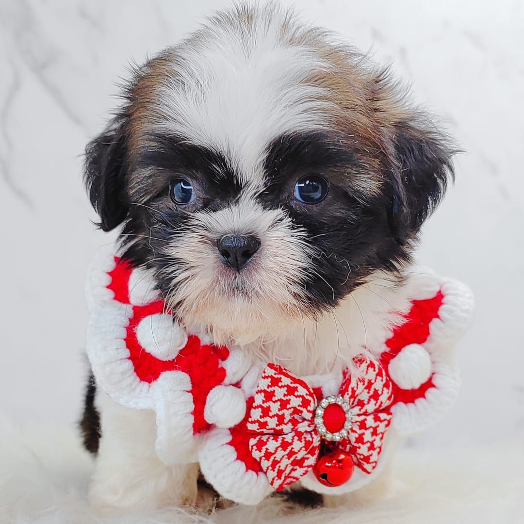 Shih Tzu 西施