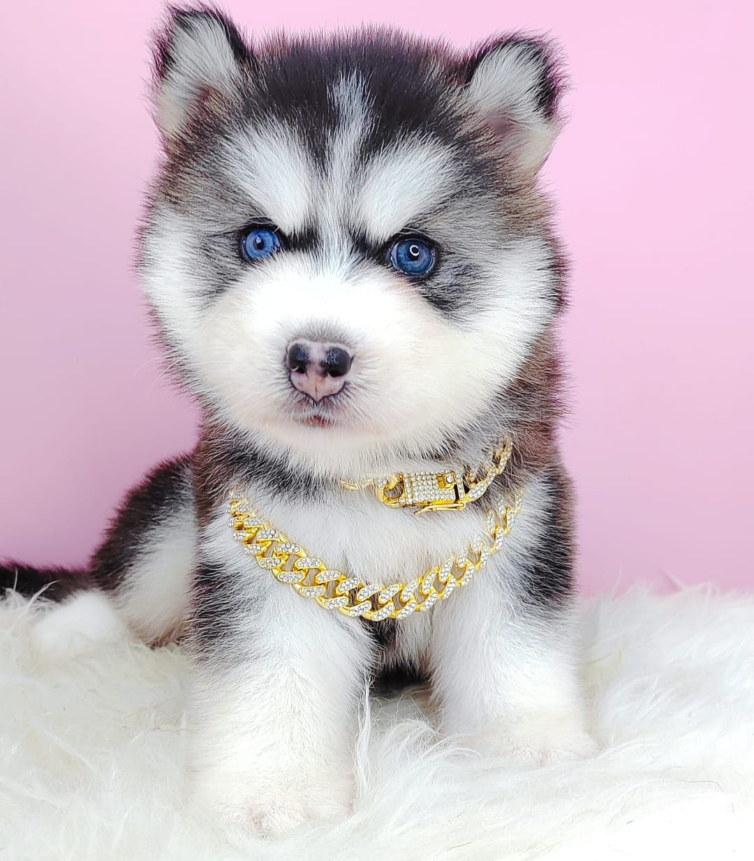 Wooly Alaskan 长毛哈士奇
