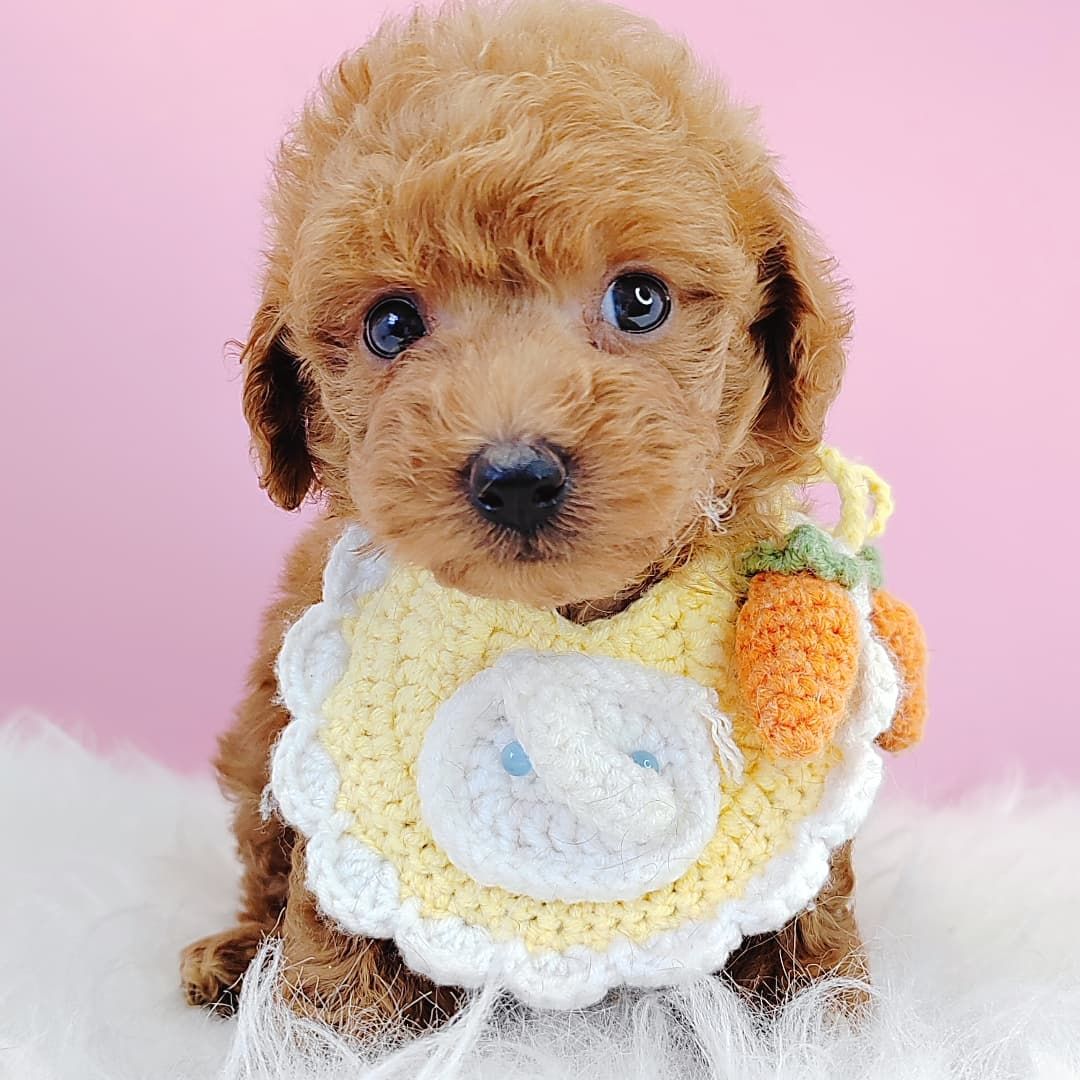 Poodle 娉拌开璐靛