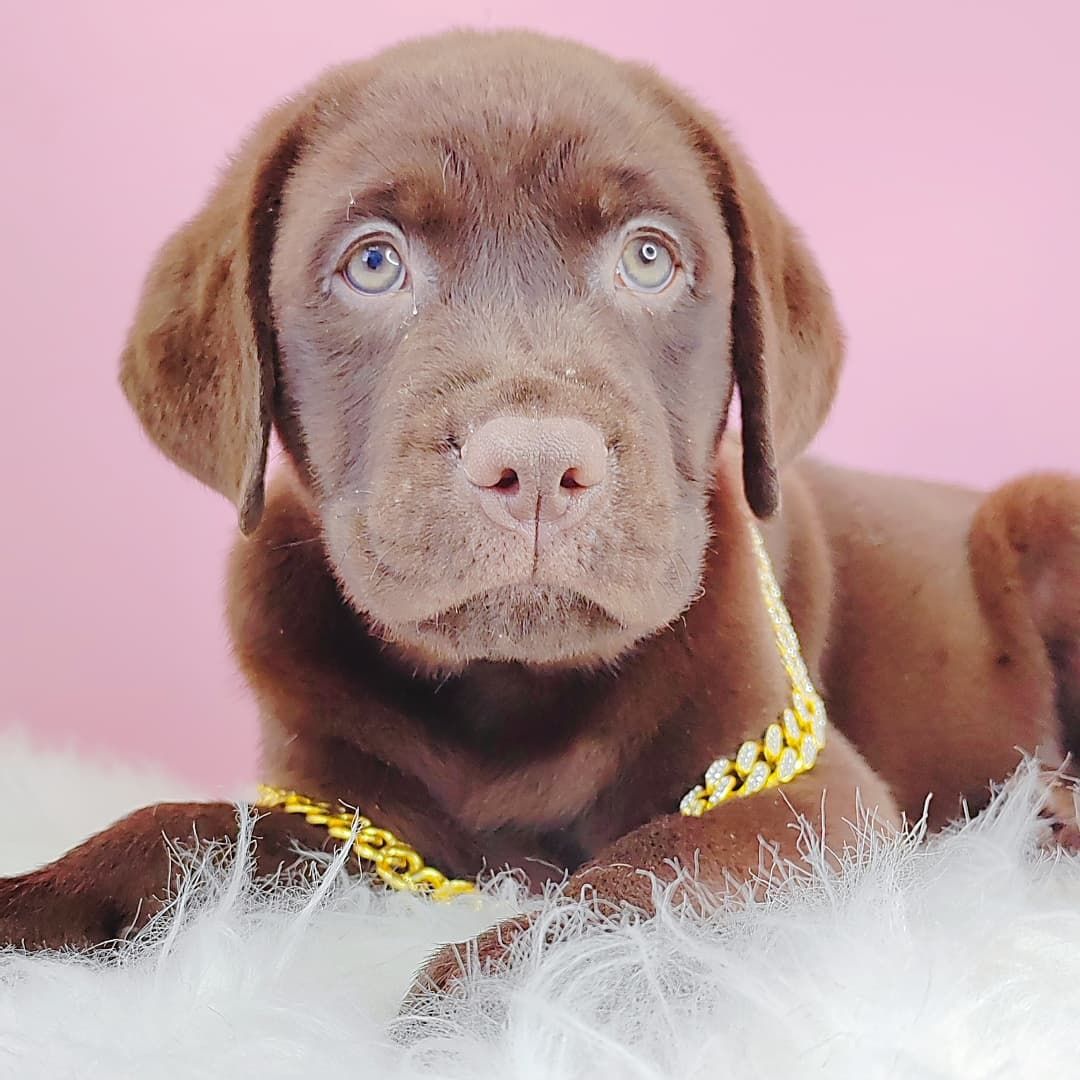 Labrador Retriever 拉布拉多