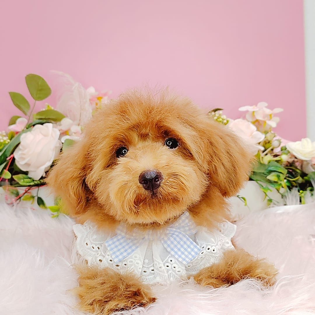 Poodle 娉拌开璐靛