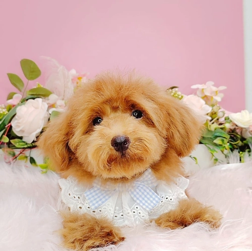 Poodle 泰迪贵宾 - FURGATHER DESTINY PET HOUSE