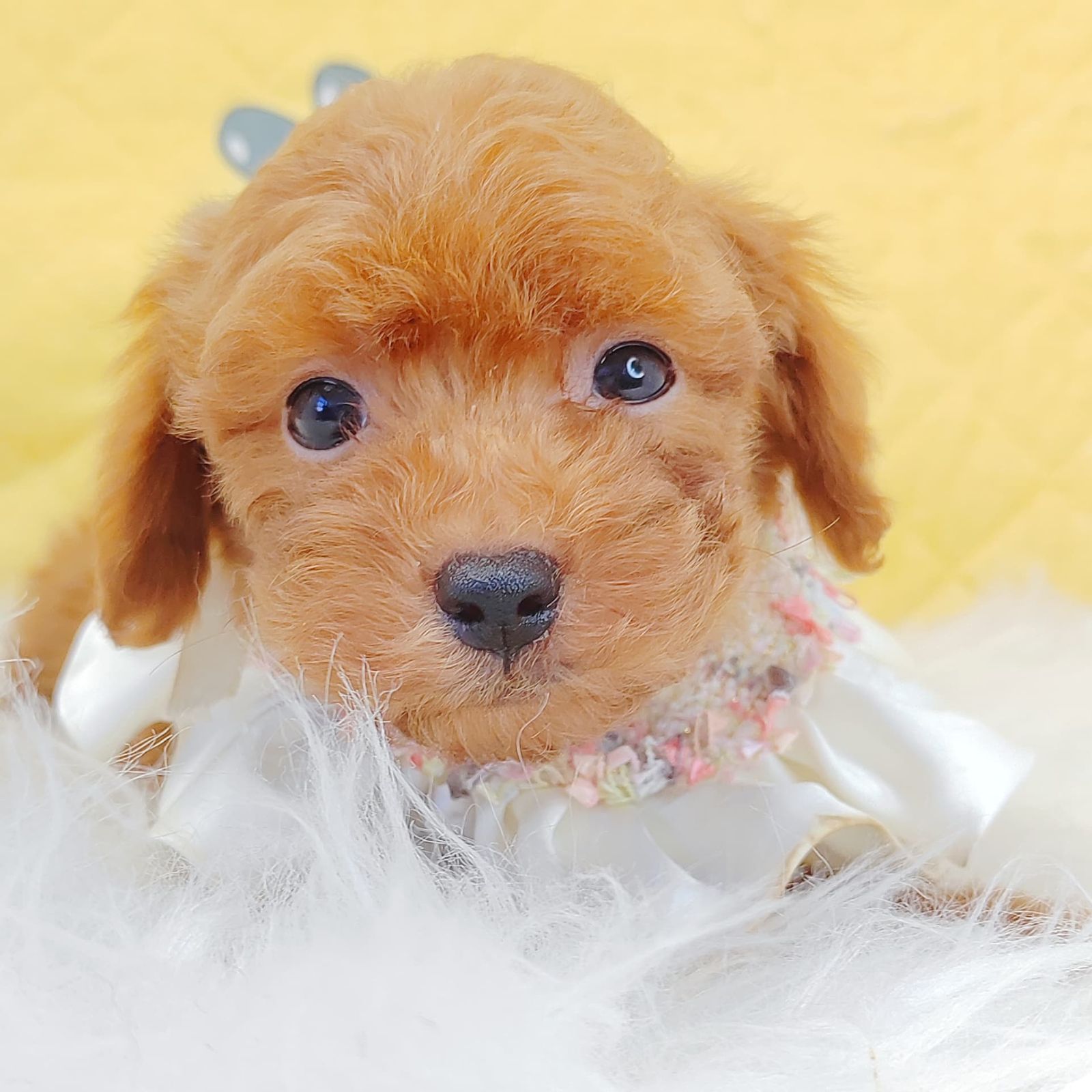 Poodle 璐靛娉拌开