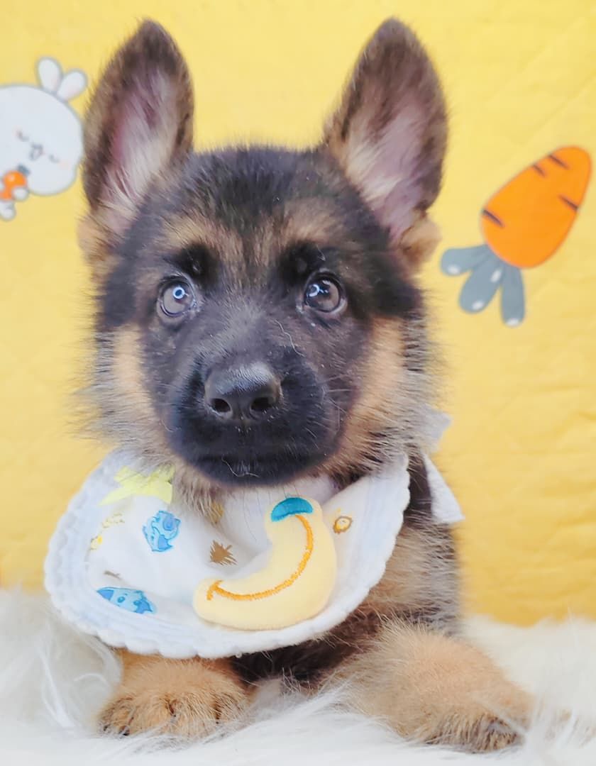 German Shepherd 德国牧羊犬