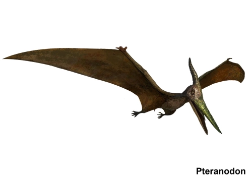 Pteranodon