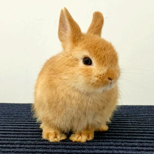 Netherland Dwarf Sample 1