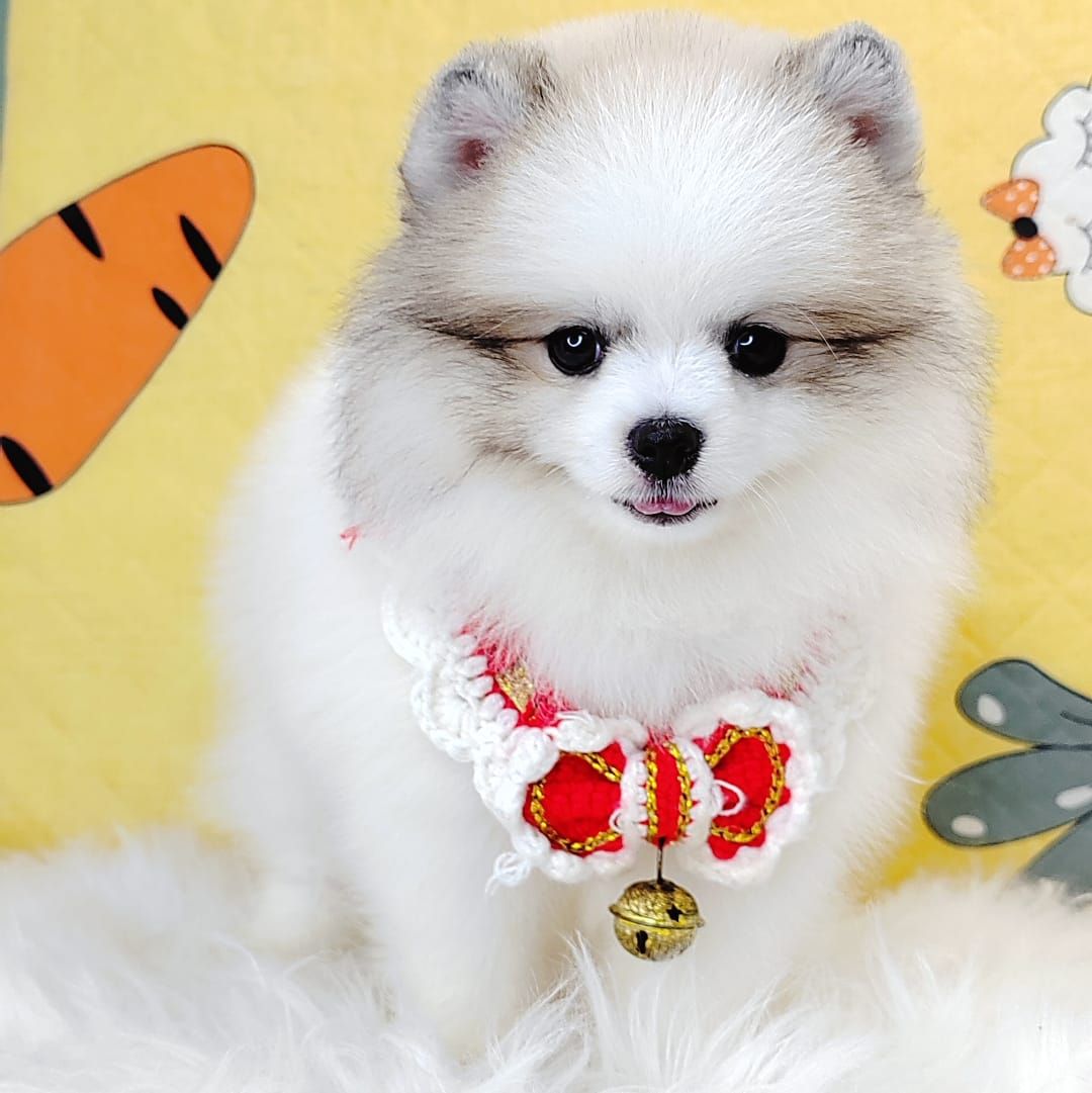 Pomeranian 博美