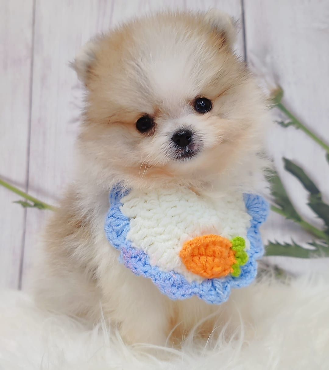 Pomeranian 博美