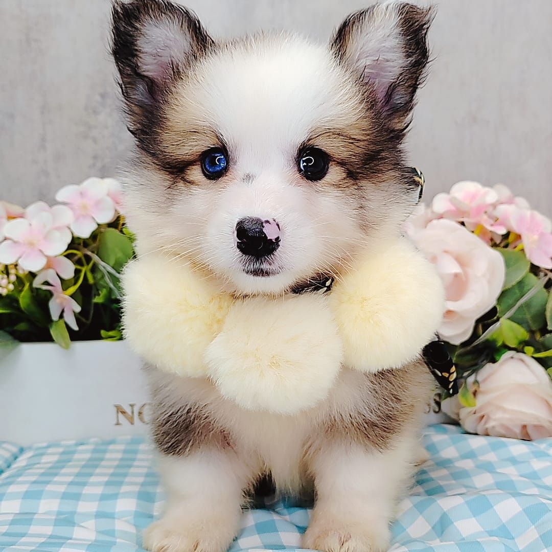 Welsh Corgi 柯基