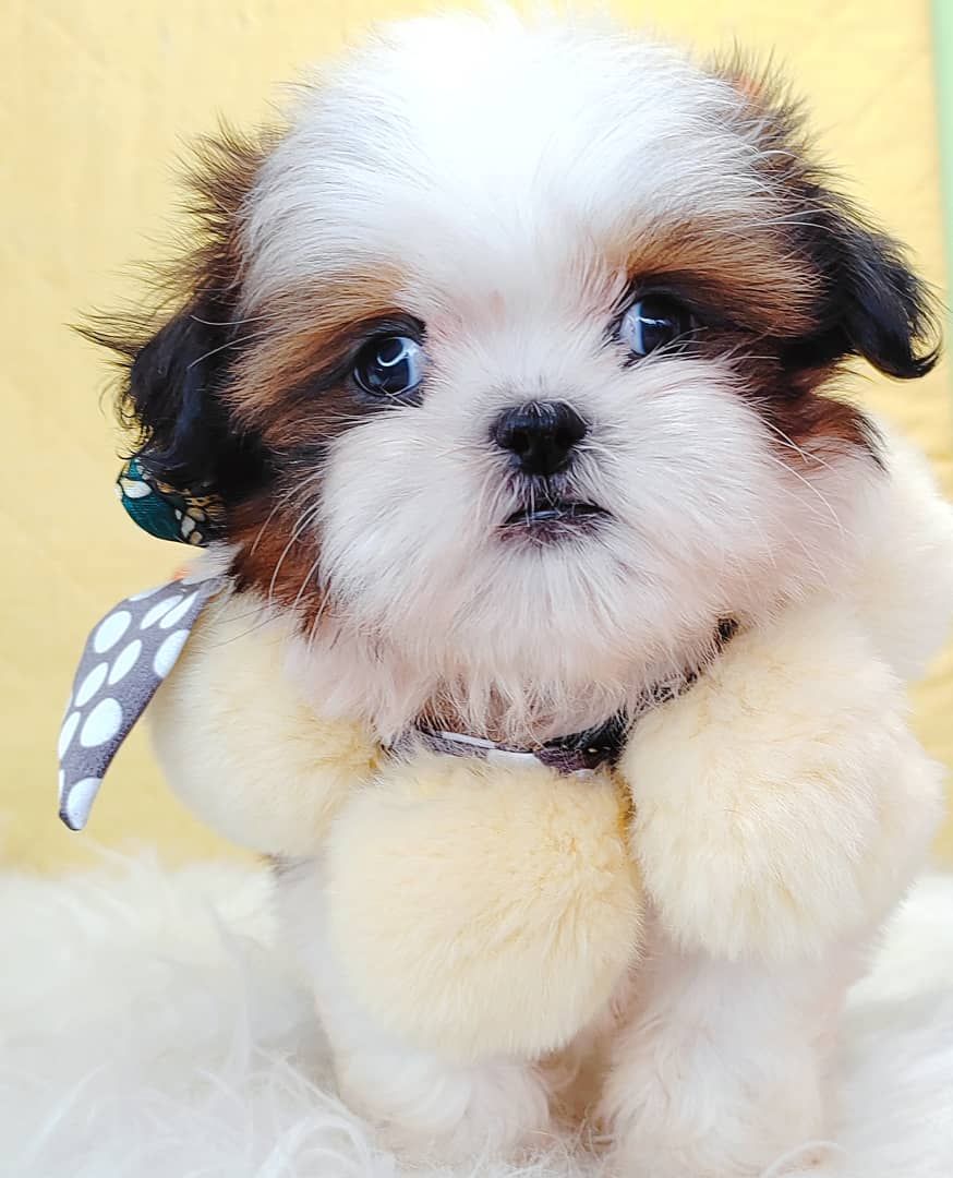 Shih Tzu 西施