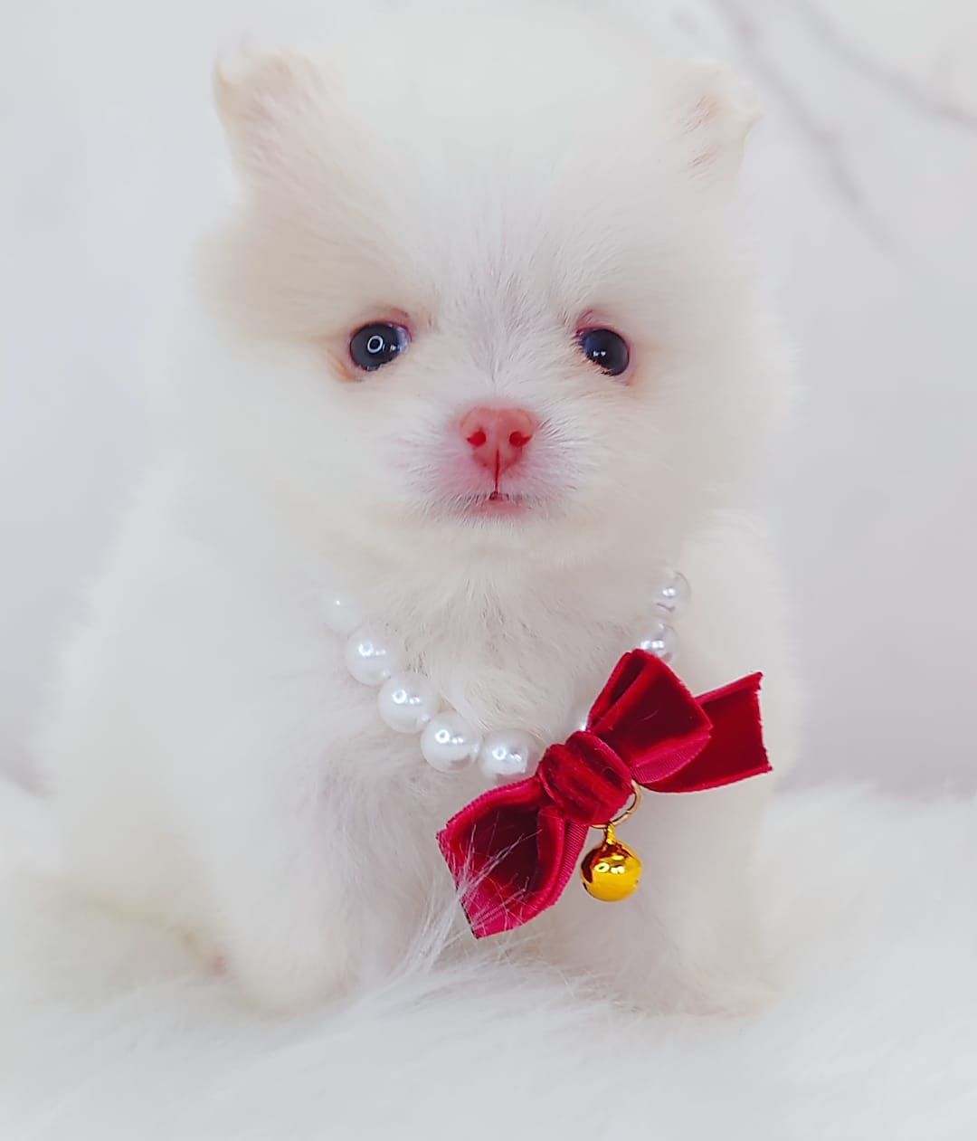 Pomeranian 博美