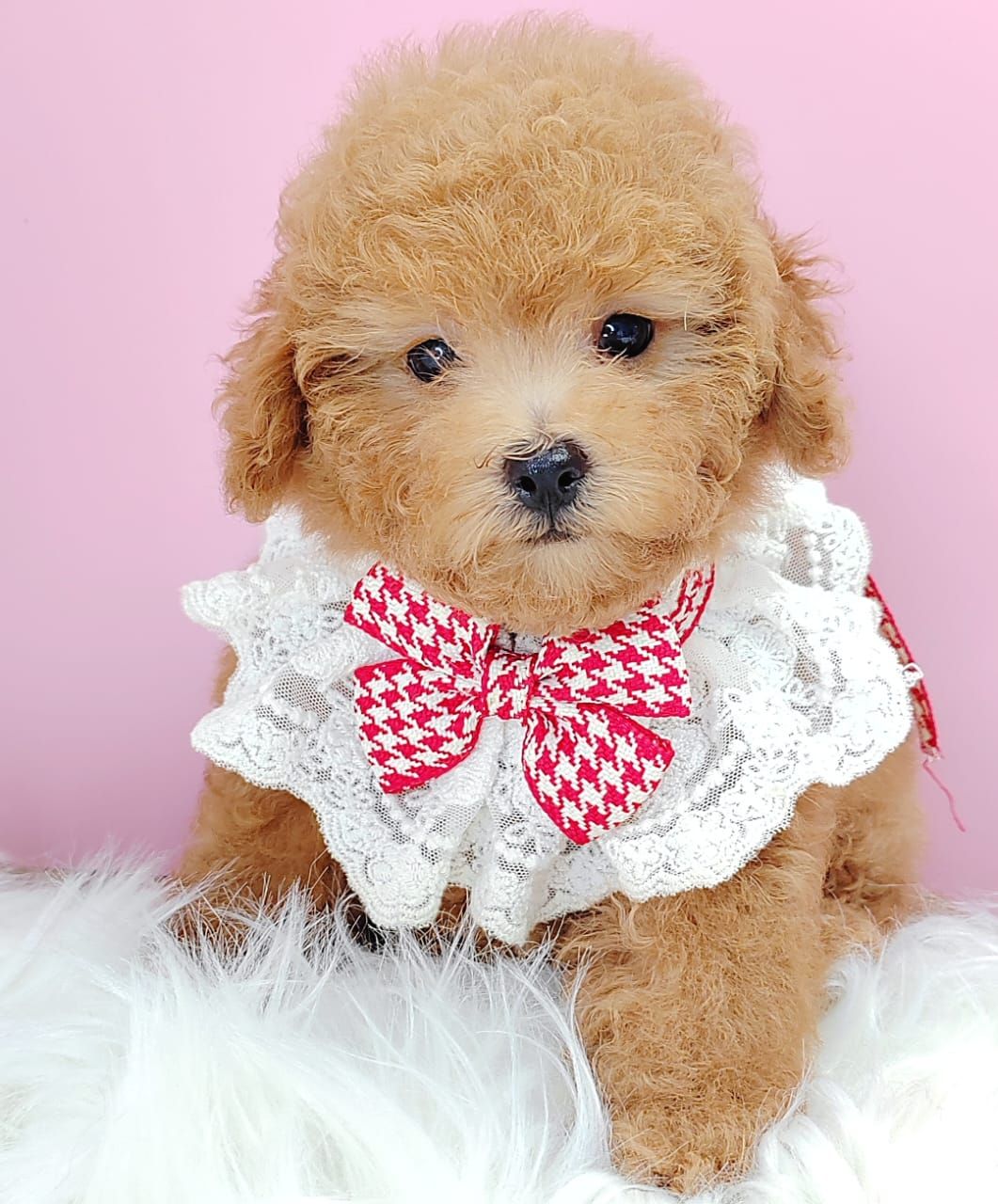 Poodle 娉拌开璐靛