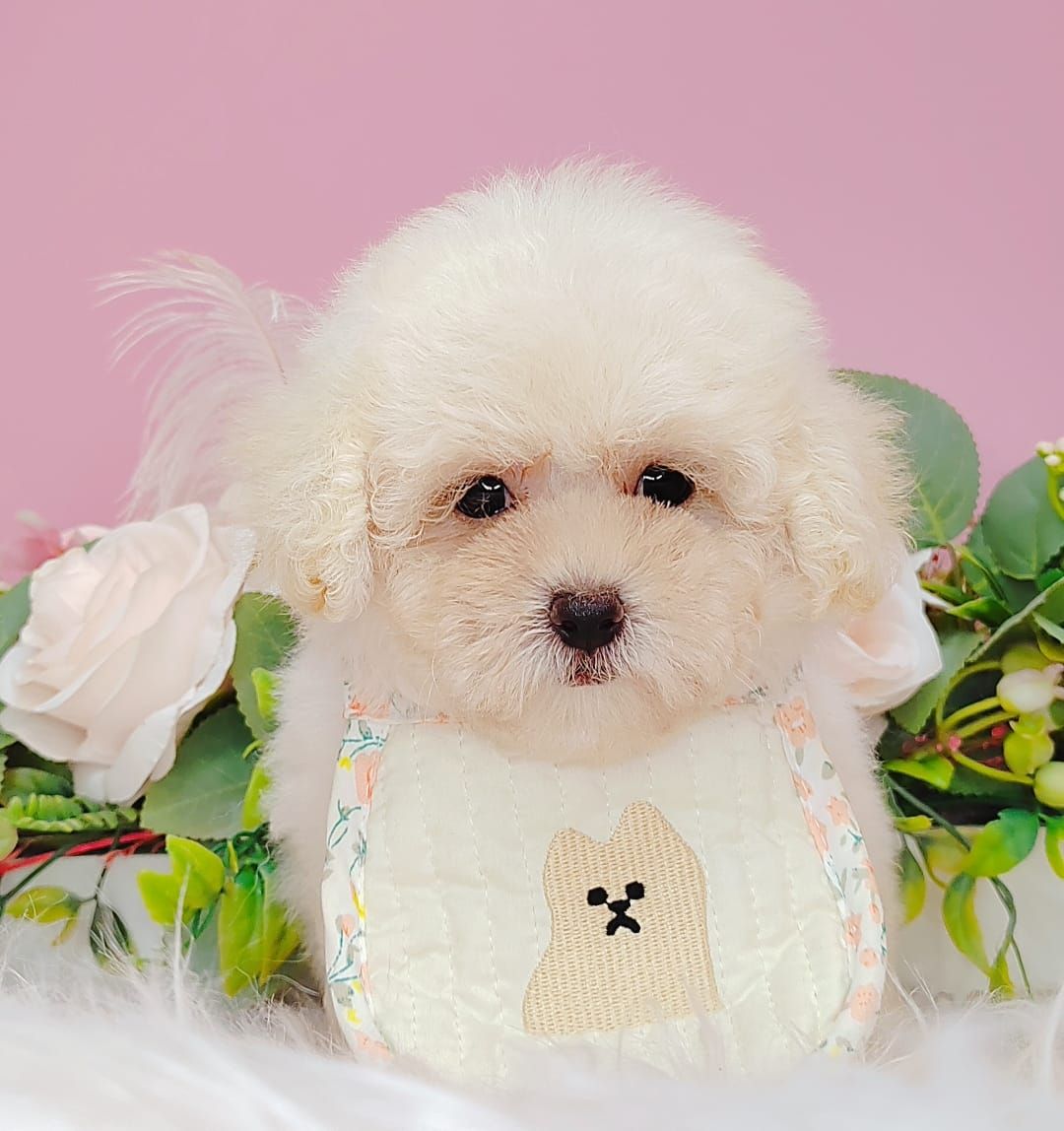 Poodle 娉拌开璐靛