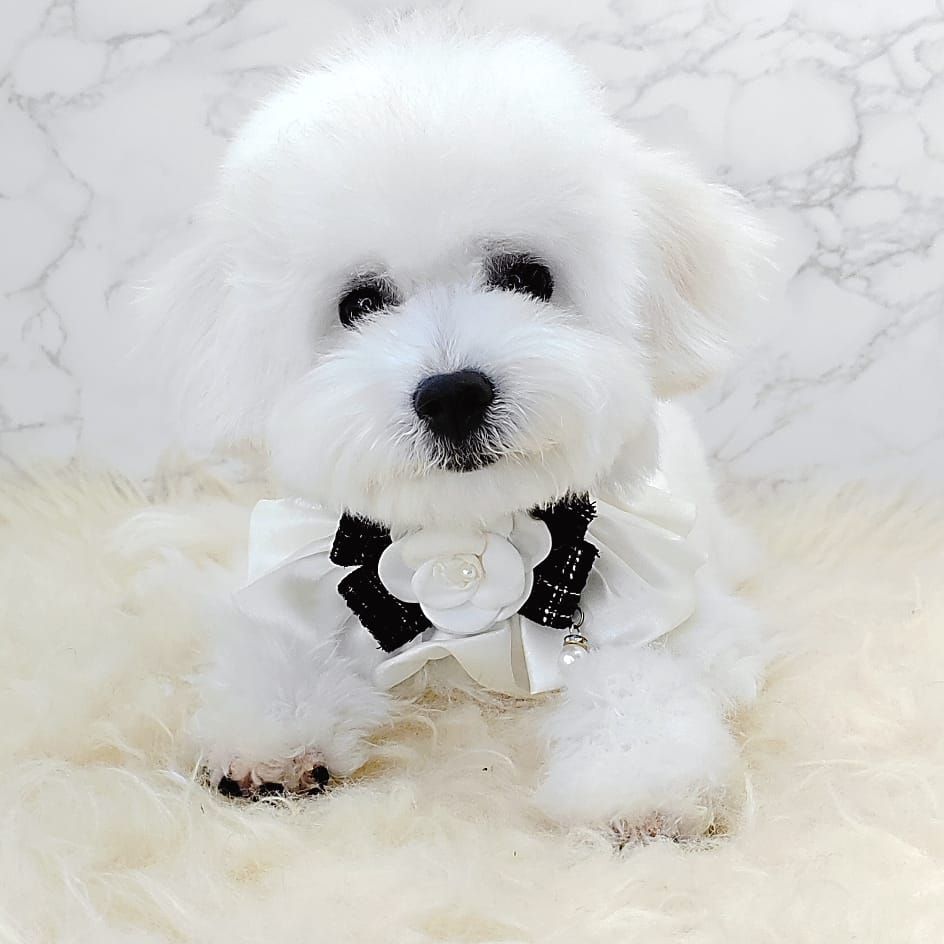 Bichon Frise 比熊