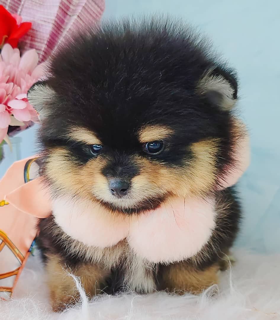 Pomeranian 博美