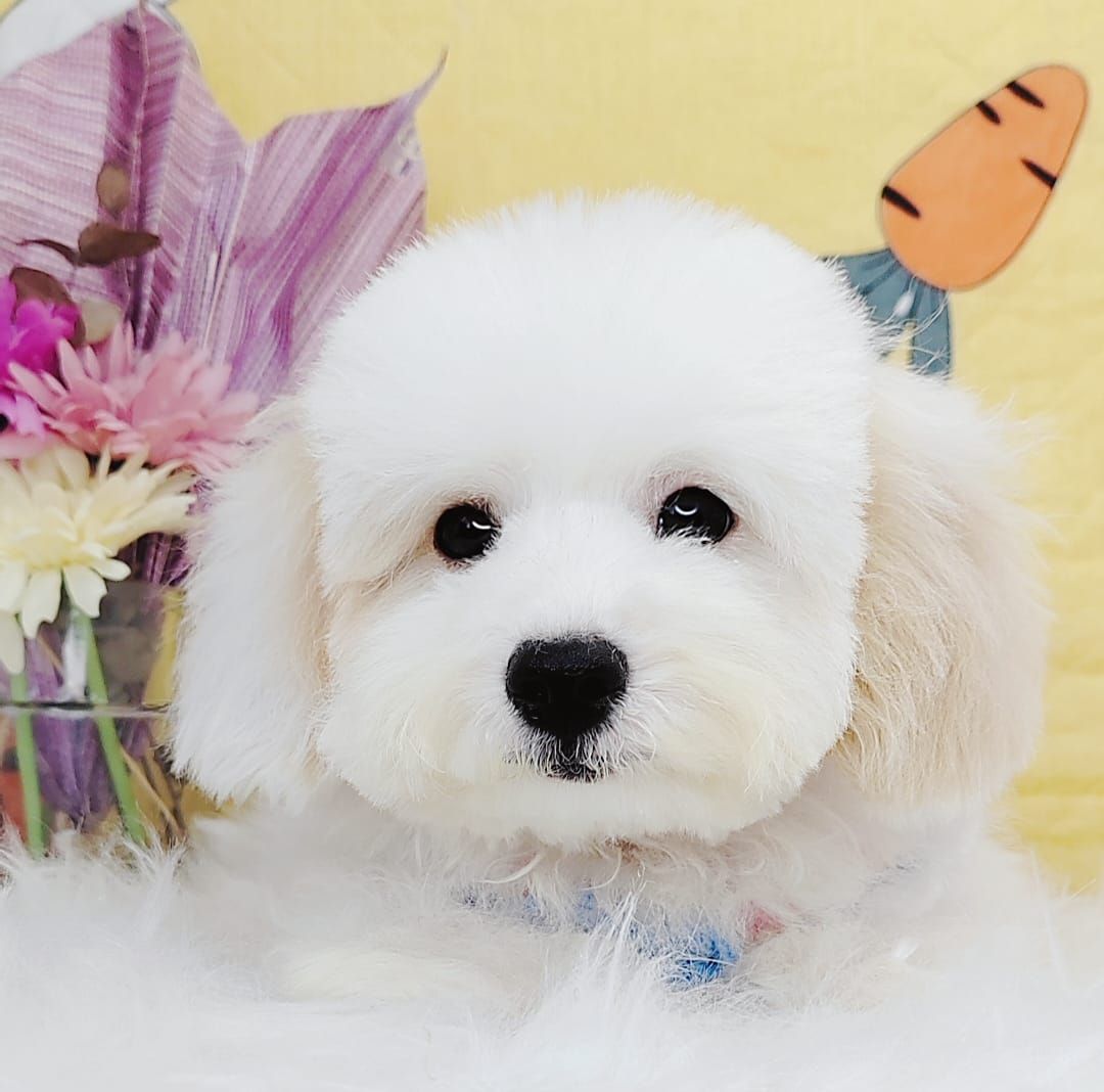 Maltipoo 马尔泰迪