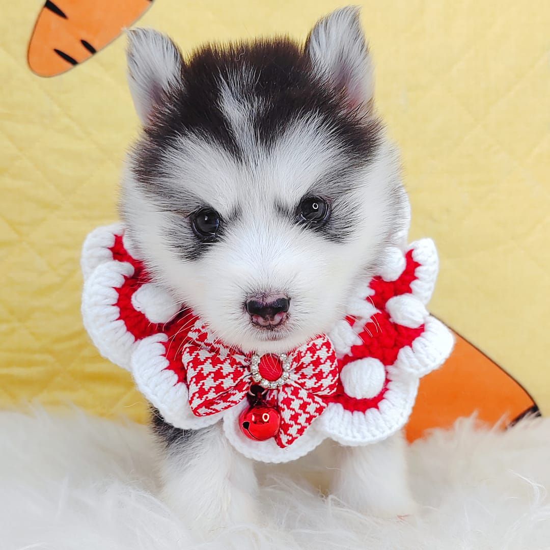 Pomsky 博士奇