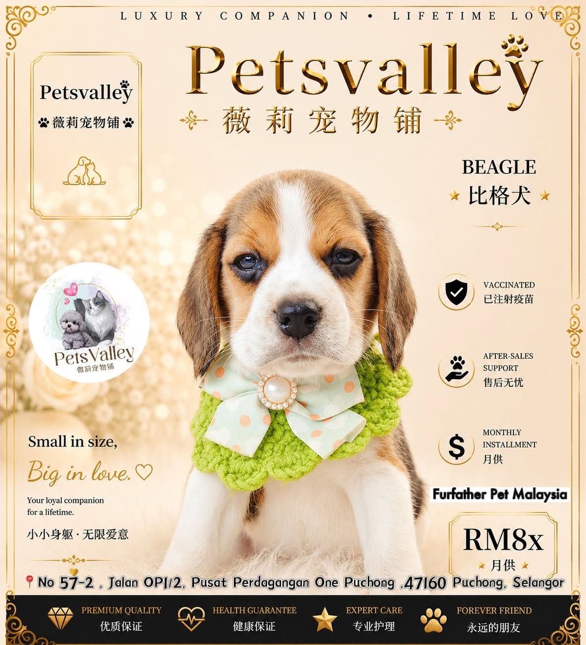 Beagle 米格鲁