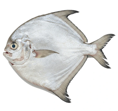 Frozen Silver Pomfret (Ikan Bawal Putih) Supplier Malaysia | Cheong Vege