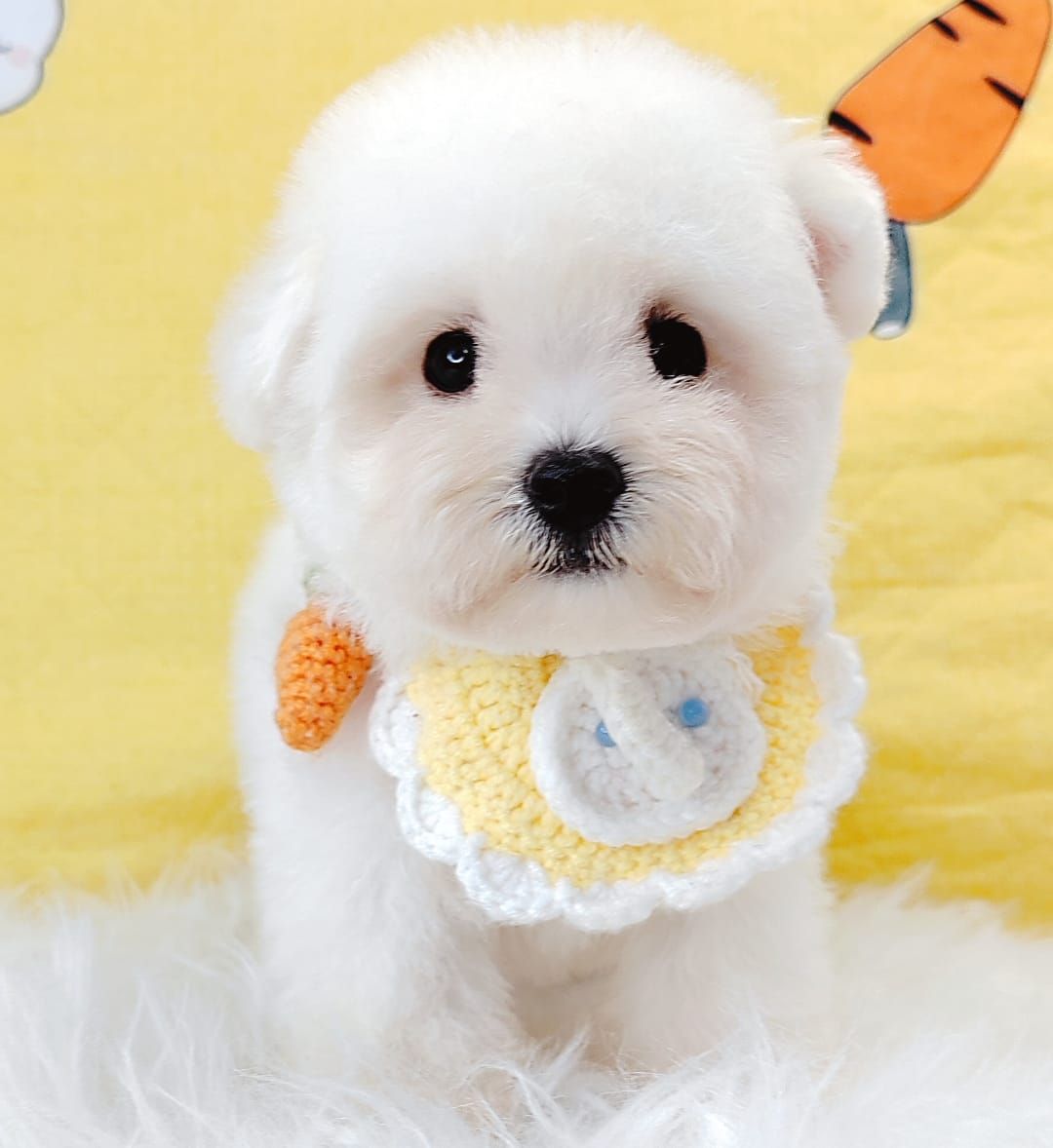Bichon 比熊
