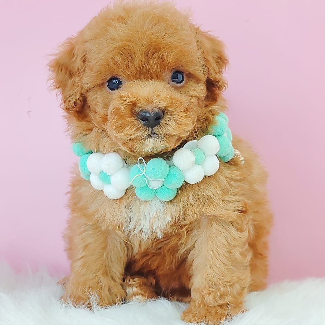 Poodle 娉拌开璐靛