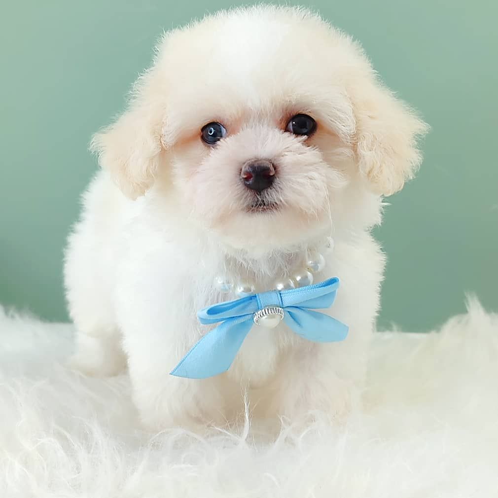 Poodle 娉拌开璐靛
