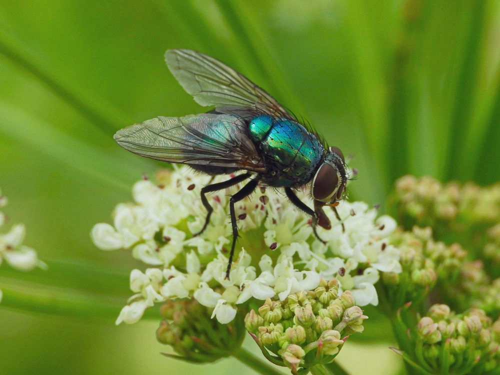 Housefly Treatment 