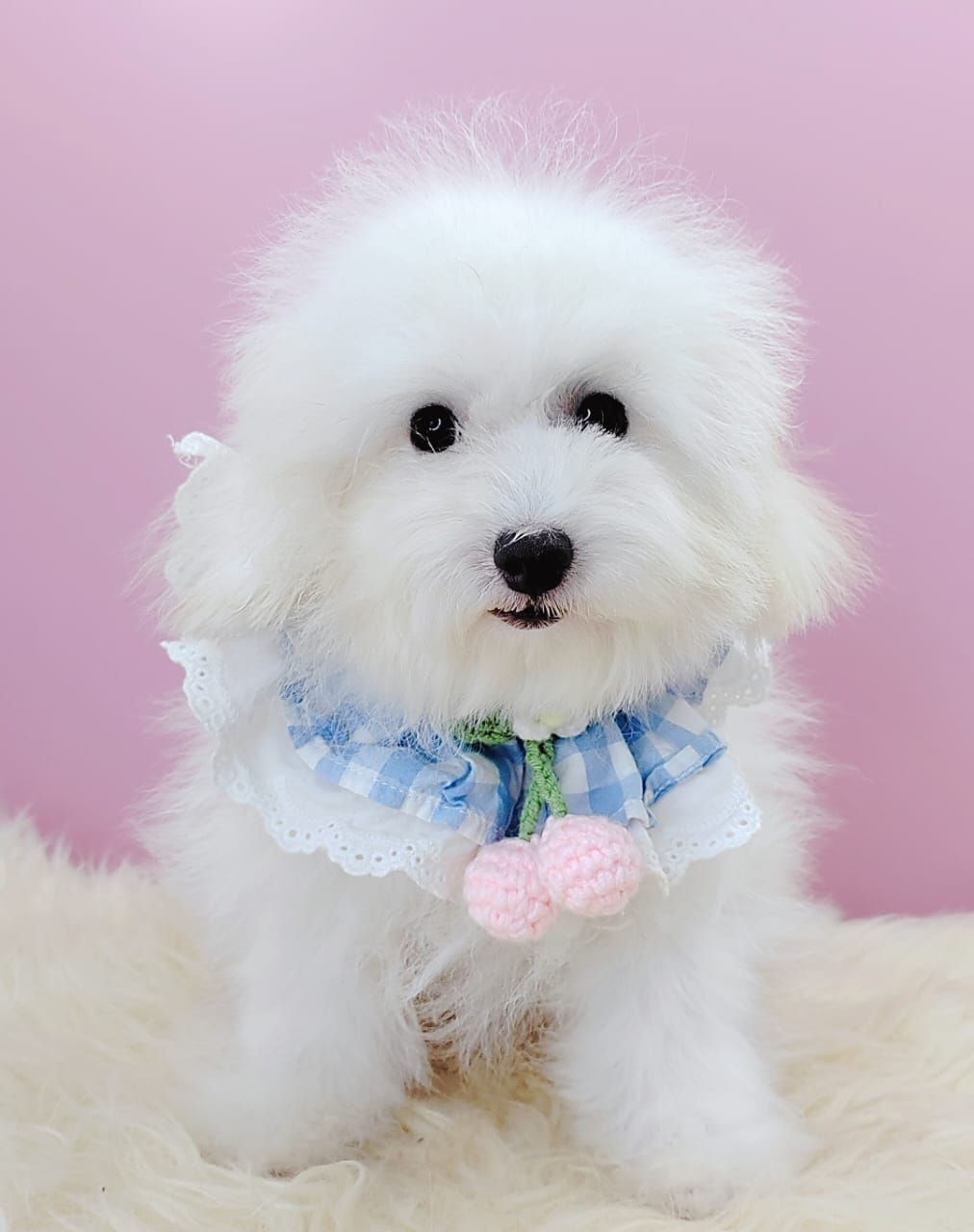 Poodle 娉拌开璐靛
