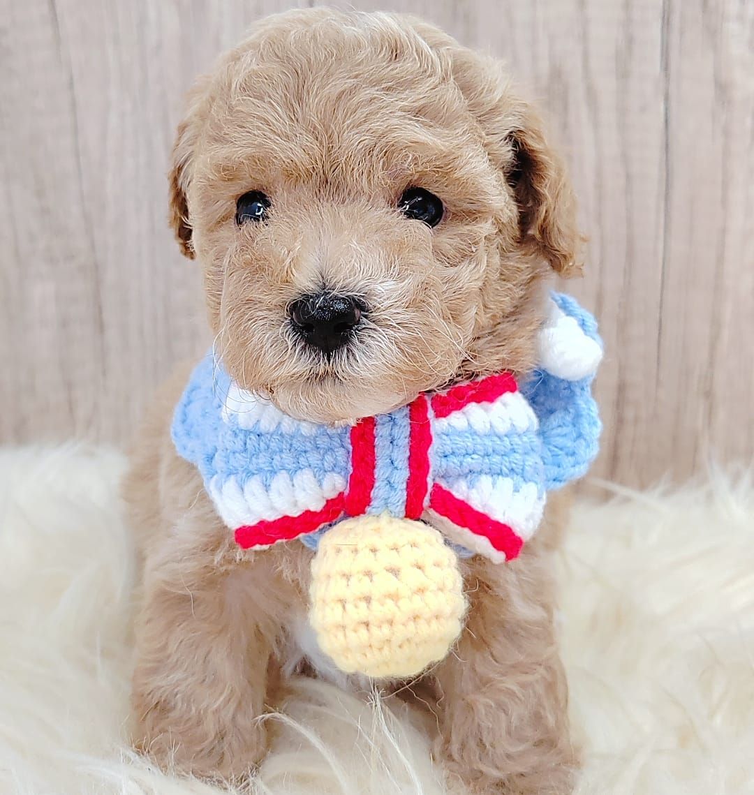Poodle 娉拌开璐靛
